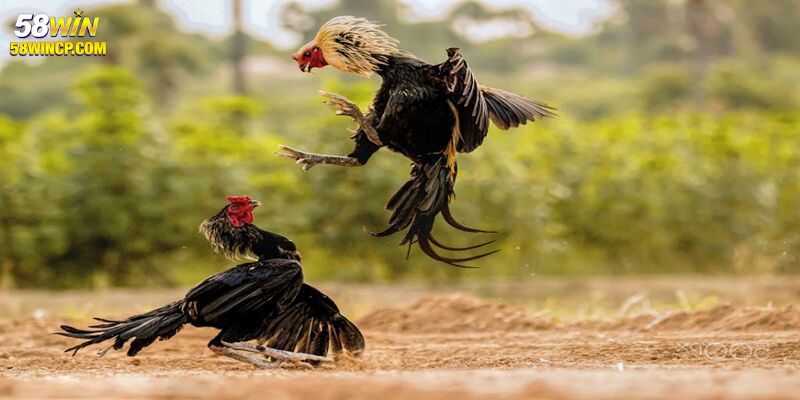 Mẹo cược đá gà cựa dao kịch tính tại nhà cái 58WIN