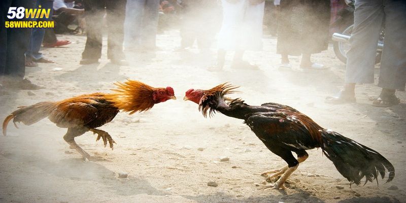 Tìm hiểu luật chơi hấp dẫn tại mẹo cược đá gà cựa dao 58WIN
